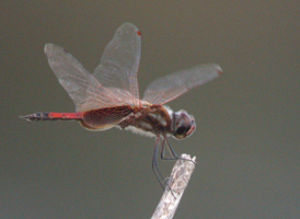 Striped Saddlebags